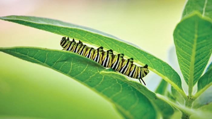 Can you plant milkweed seeds in the fall