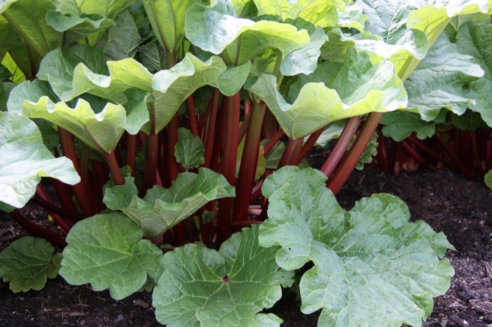 Can you plant rhubarb from seed