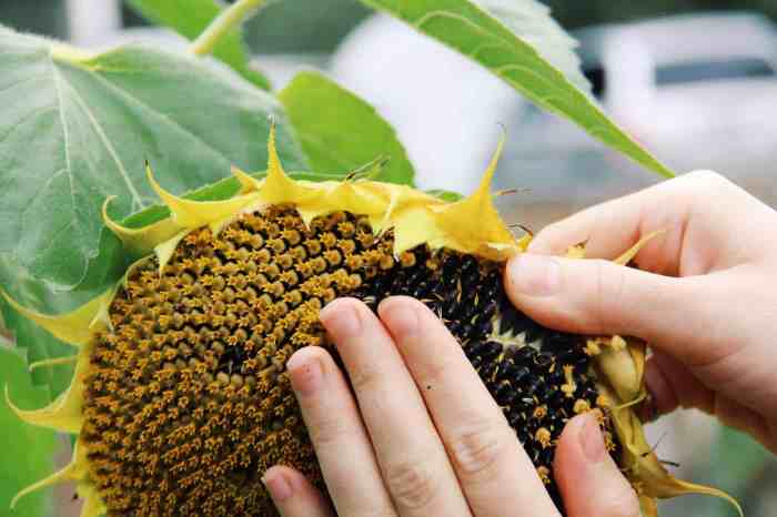 Can you plant sunflower seeds from the flower