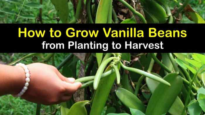 Vanilla planifolia beans andrews doityourself medicinal