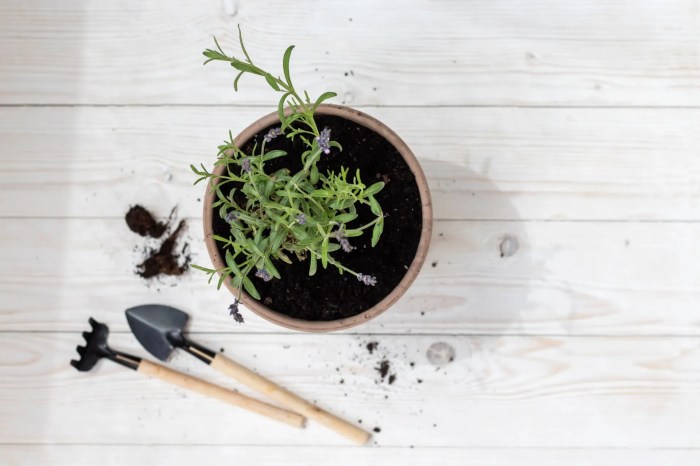 Can you plant lavender seeds in the fall