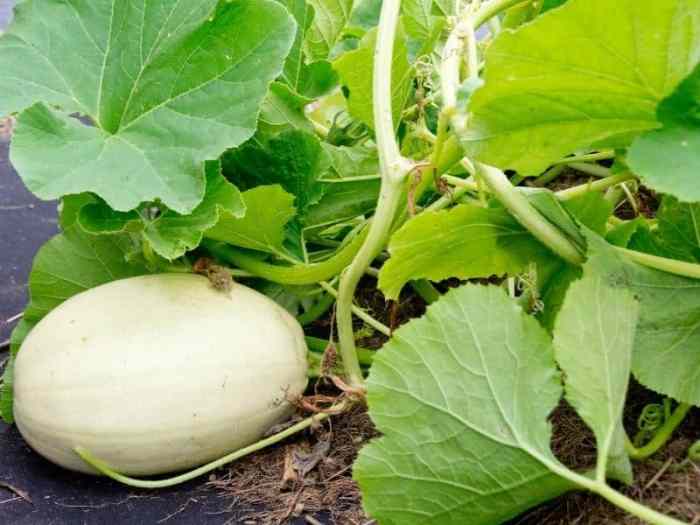 Can you plant spaghetti squash seeds