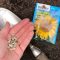 Can You Plant Sunflower Seeds From the Flower?