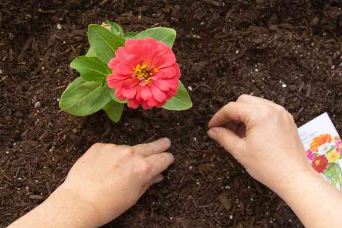 Can you plant zinnia seeds in june