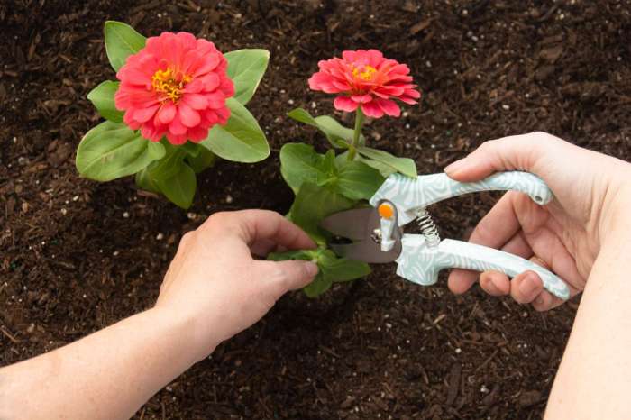 Can you plant zinnia seeds in pots