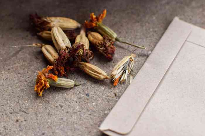 Can you plant marigold seeds in july