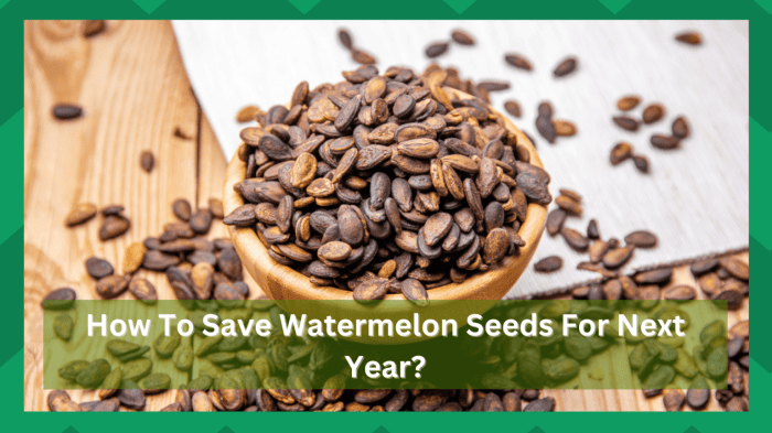 Can you save watermelon seeds to plant