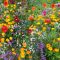 Can You Plant Wildflower Seeds in Grass?