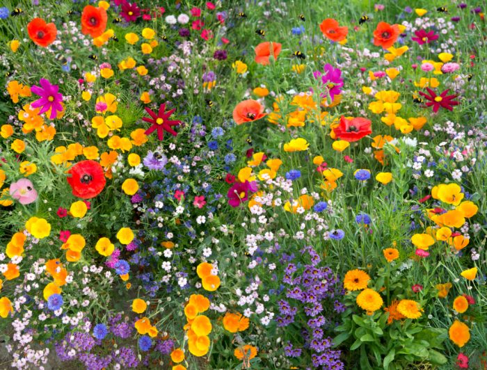 Can you plant wildflower seeds in grass