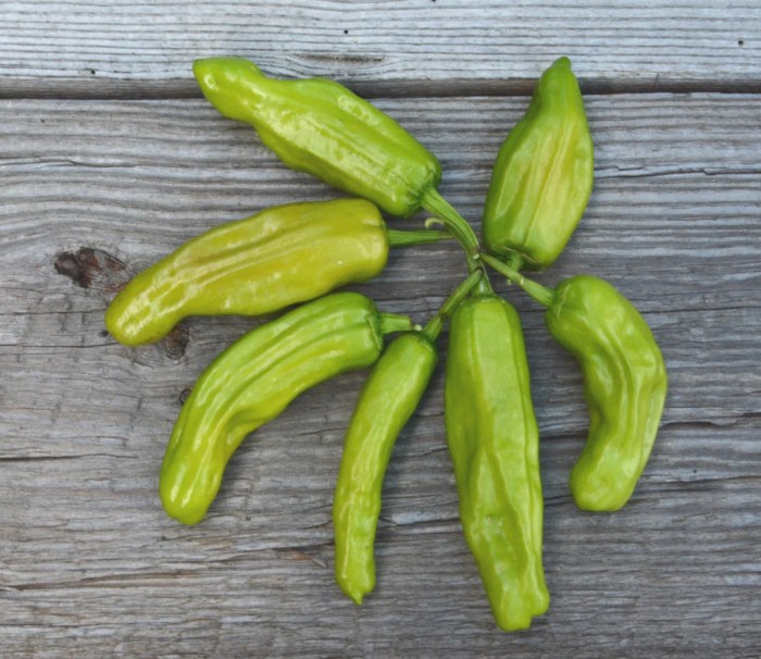 Can you plant pickled pepperoncini seeds