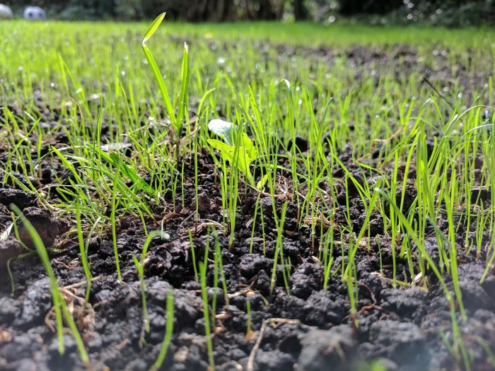 Roundup seed spraying lawn properly