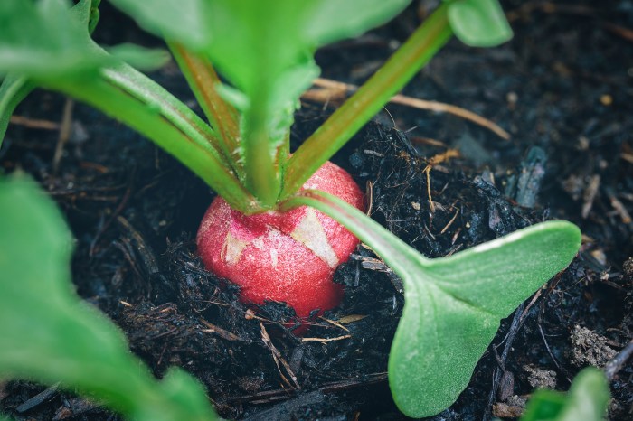 Can you plant seeds in june