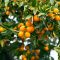 Can You Plant Kumquat Seeds?