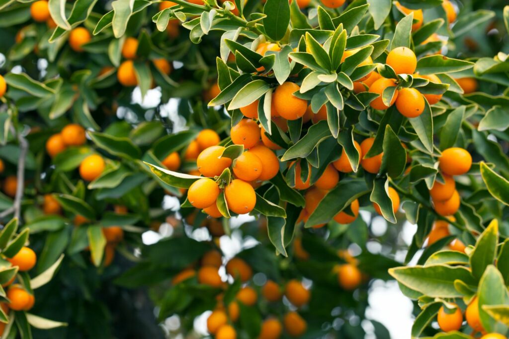 Can you plant kumquat seeds