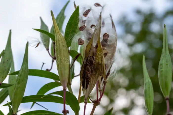 Can you plant milkweed seeds in the fall