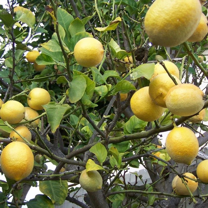 Can you plant meyer lemon seeds