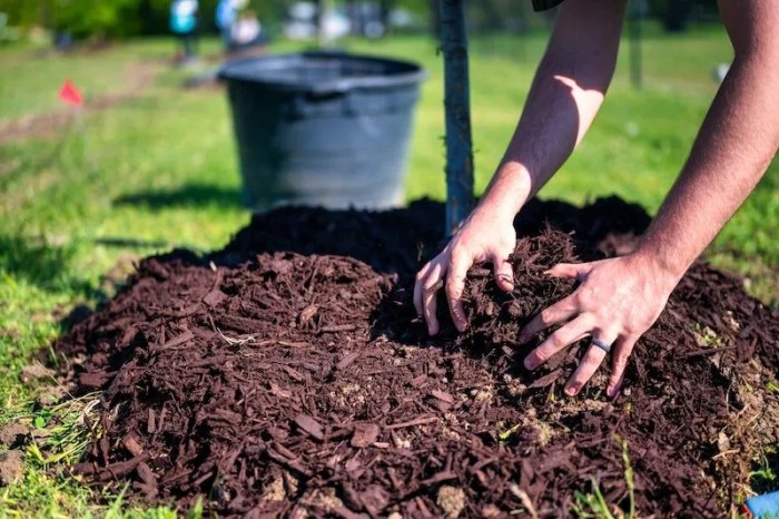 Can you plant seeds under mulch