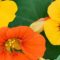 Can You Plant Green Nasturtium Seeds?