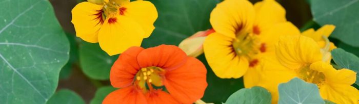 Can you plant green nasturtium seeds