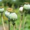 Can You Plant Poppy Seeds in the Fall?