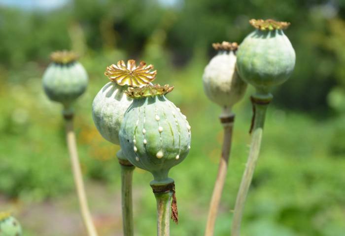 Can you plant poppy seeds in the fall