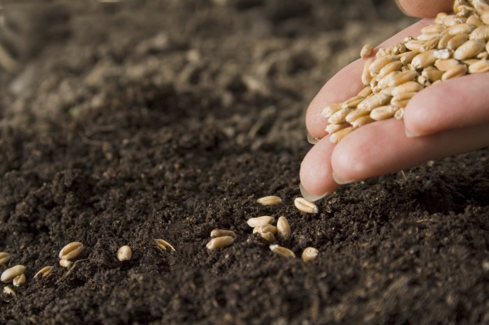 Can you plant seeds straight into the ground