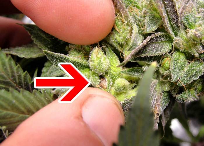 Do female marijuana plants have seeds