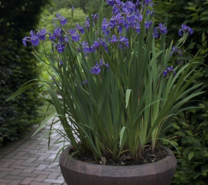 Can you plant iris seeds in the spring