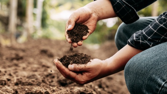 Can you plant seeds in garden soil