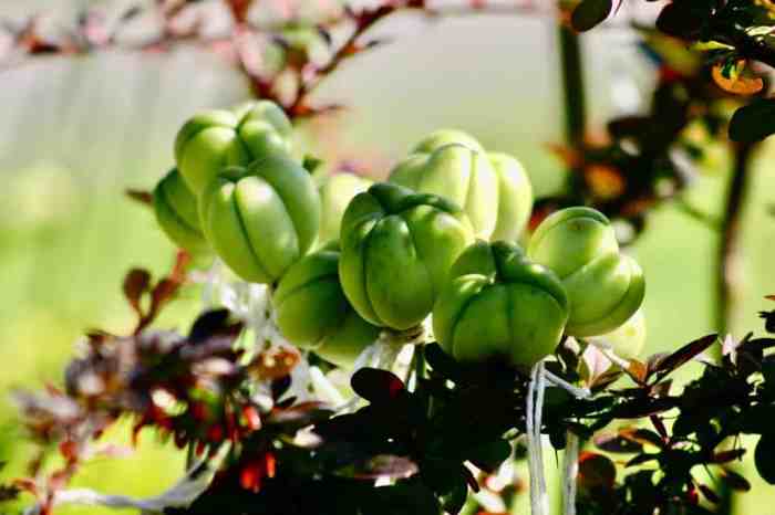 Can you plant seed pods from daylilies