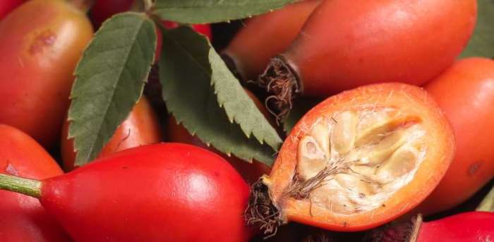 Can you plant rose hip seeds