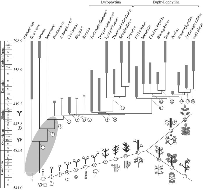 Do all vascular plants produce seeds