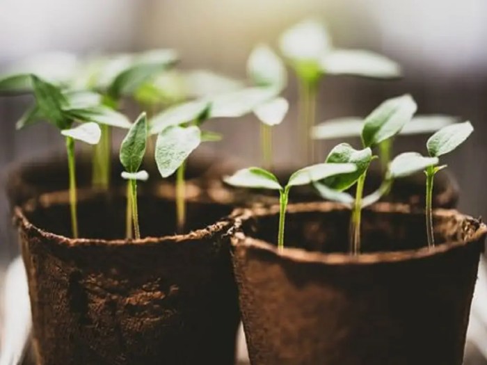 Can you plant seeds in a large pot