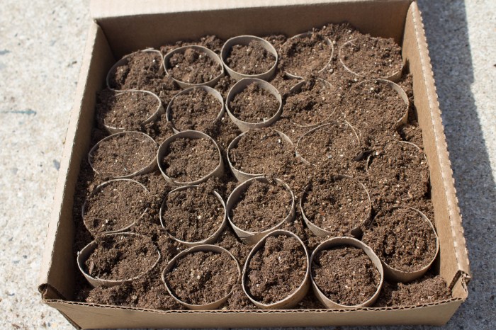 Seed cardboard seedling