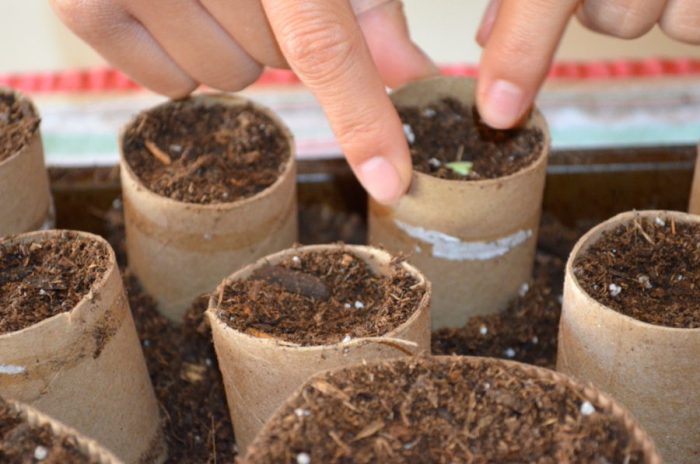 Can you plant seeds in toilet paper rolls