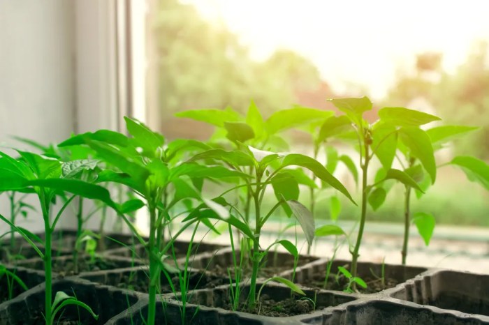 Can you plant seeds anytime indoors