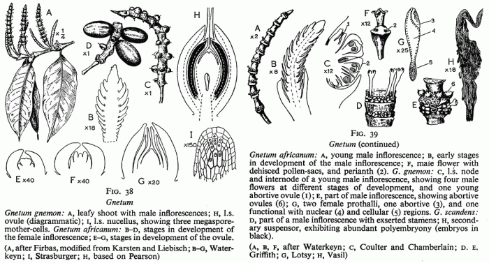 Female male seed comparison seeds 420magazine