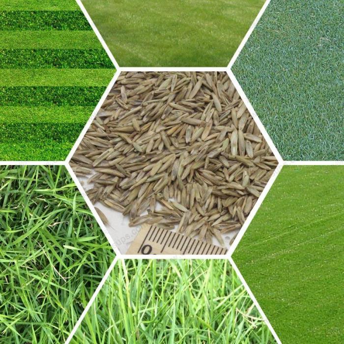 Can you plant grass seed with fertilizer