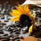 Can You Plant Seeds From Sunflowers?