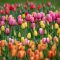 Can You Plant Tulip Seeds?