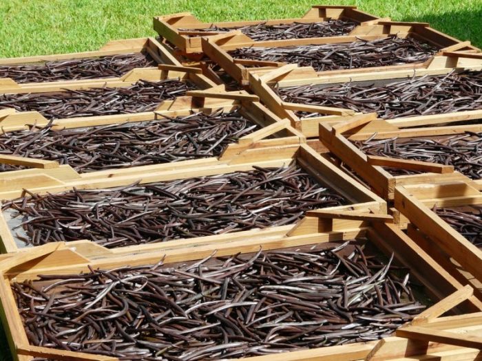 Can you plant vanilla bean seeds