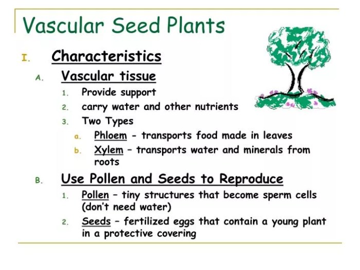 Do all vascular plants have seeds