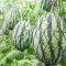 Can You Plant Watermelon Seeds in a Pot?