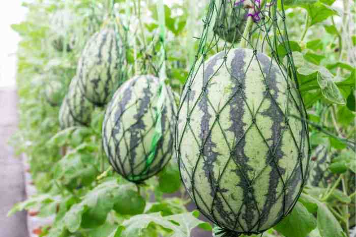 Watermelon growfully