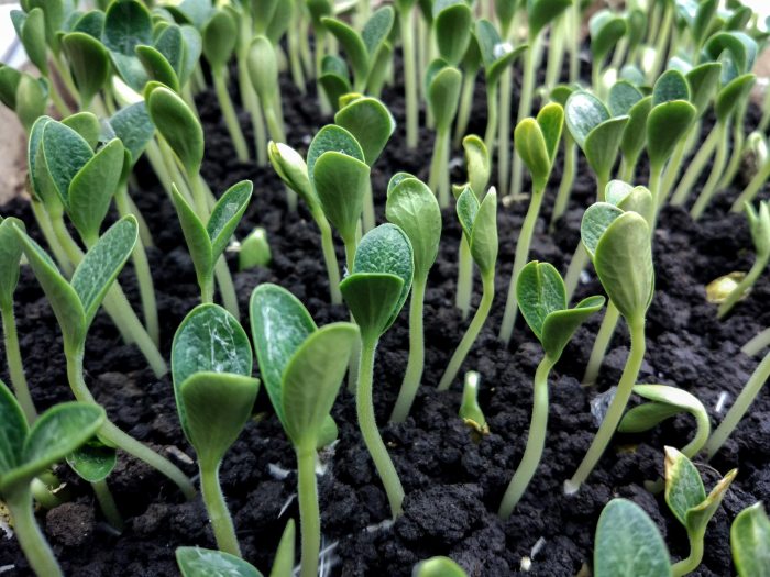 Can you plant watermelon seeds in a pot