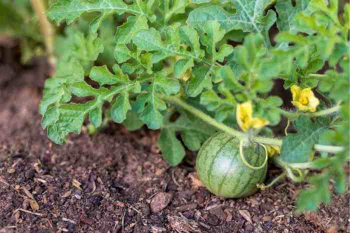 Can you plant seeds from watermelon