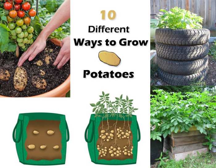 Seed planting potatoes hometalk