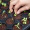 Can You Plant Hybrid Seeds?