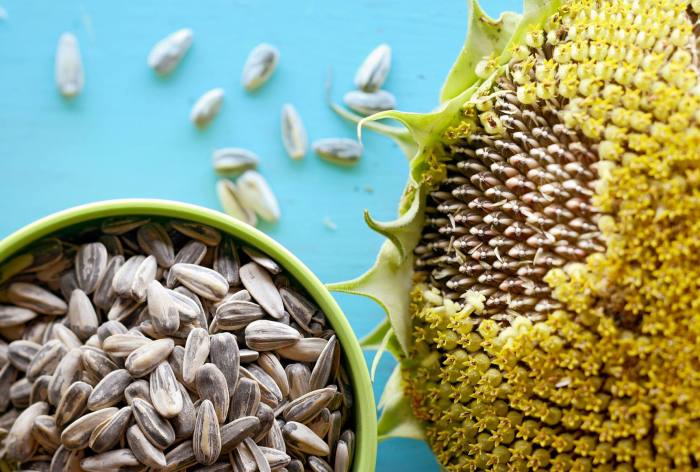 Can you plant white sunflower seeds