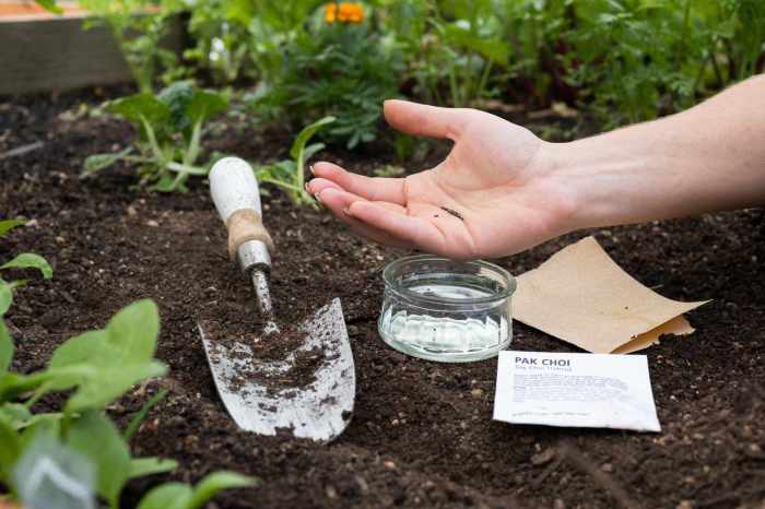 Can you plant seeds in garden soil